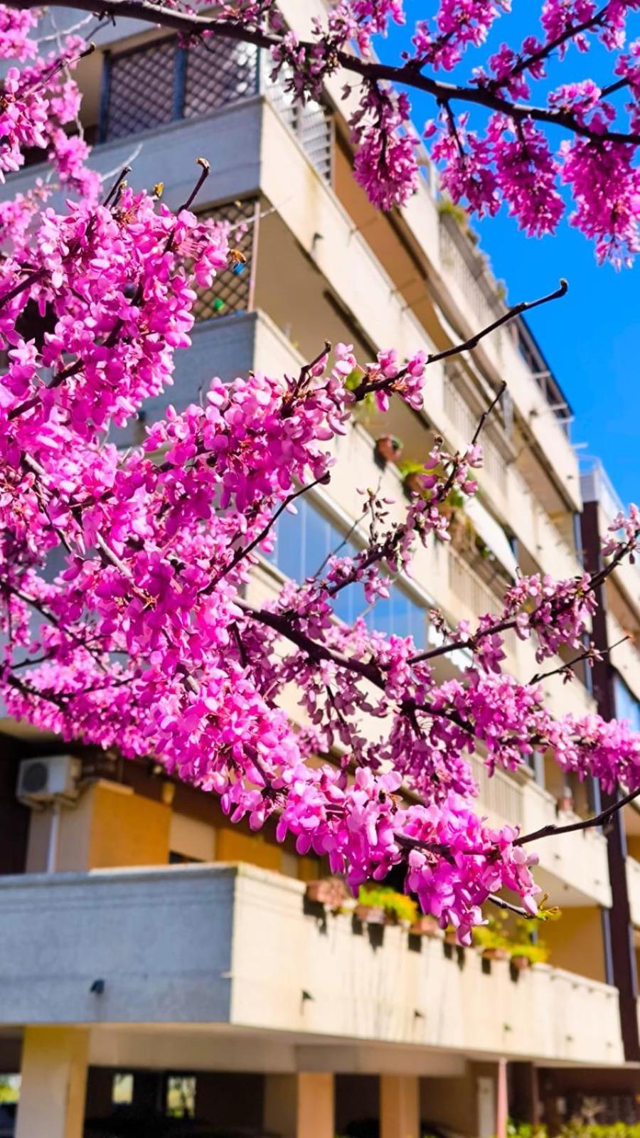 Rome Sweet Home Vitinia Ngoại thất bức ảnh